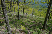 رماد الآبالاش المركزي الأساسي - هيكوري وودلاند - CEGL003683