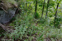 رماد الآبالاش المركزي الأساسي - هيكوري وودلاند - CEGL003683