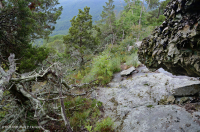 رماد الآبالاش المركزي الأساسي - هيكوري وودلاند - CEGL003683