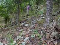 رماد الآبالاش المركزي الأساسي - هيكوري وودلاند - CEGL003683