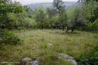 رماد الآبالاش المركزي الأساسي - هيكوري وودلاند - CEGL003683