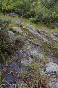 رماد الآبالاش المركزي الأساسي - هيكوري وودلاند - CEGL003683