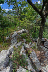 رماد الآبالاش المركزي الأساسي - هيكوري وودلاند - CEGL003683