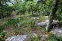 رماد الآبالاش المركزي الأساسي - هيكوري وودلاند - CEGL003683