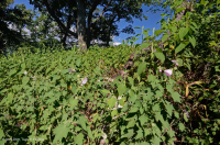 رماد الآبالاش المركزي الأساسي - هيكوري وودلاند - CEGL003683