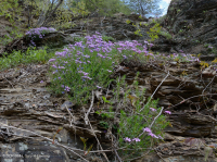 صخر الأبالاش الصخري القاحل الأوسط (النوع الجنوبي) - CEGL006562 صخر الأبالاش الصخري القاحل الأوسط (النوع الجنوبي) - CEGL006562