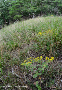 جرداء صخور الأبالاش الوسطى الصخرية القاحلة (نوع الصخر الصخري الأصلع/ نوع البراري) - CEGL008530 جرداء صخور الأبالاش الوسطى الصخرية القاحلة (نوع الصخر الصخري الأصلع/ نوع البراري) - CEGL008530