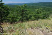 جرداء صخور الأبالاش الوسطى الصخرية القاحلة (نوع الصخر الصخري الأصلع/ نوع البراري) - CEGL008530 جرداء صخور الأبالاش الوسطى الصخرية القاحلة (نوع الصخر الصخري الأصلع/ نوع البراري) - CEGL008530