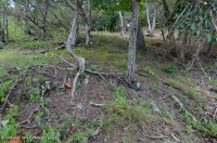 الصخر الجيري القاحل الصخري الجيري الأوسط - CEGL006037 (جزئيًا) الصخر الجيري القاحل الصخري الجيري الأوسط - CEGL006037 (جزئيًا)