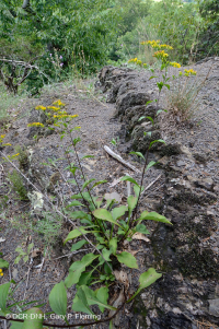 الصخر الجيري القاحل الصخري الجيري الأوسط - CEGL006037 (جزئيًا) الصخر الجيري القاحل الصخري الجيري الأوسط - CEGL006037 (جزئيًا)