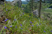 الصخر الجيري القاحل الصخري الجيري الأوسط - CEGL006037 (جزئيًا) الصخر الجيري القاحل الصخري الجيري الأوسط - CEGL006037 (جزئيًا)