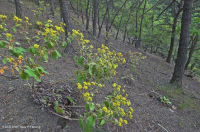 صخر الأبالاش الصخري القاحل الأوسط (النوع الشمالي) - CEGL006288 صخر الأبالاش الصخري القاحل الأوسط (النوع الشمالي) - CEGL006288