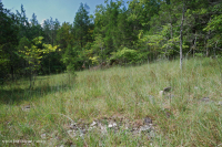 الحجر الجيري/الدولوستون القاحل (نوع الحافة الجنوبية والوادي) - CEGL005131 الحجر الجيري/الدولوستون القاحل (نوع الحافة الجنوبية والوادي) - CEGL005131