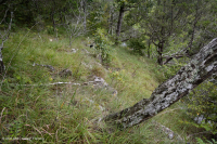 الحجر الجيري/الدولوستون القاحل (نوع الحافة الجنوبية والوادي) - CEGL005131 الحجر الجيري/الدولوستون القاحل (نوع الحافة الجنوبية والوادي) - CEGL005131