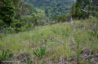 الحجر الجيري/الحجر الجيري/الحجر الدولوستوني القاحل (نوع منحدرات التلال والوديان) - CEGL004738 الحجر الجيري/الحجر الجيري/الحجر الدولوستوني القاحل (نوع منحدرات التلال والوديان) - CEGL004738