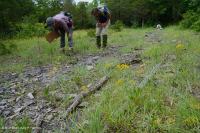 الحجر الجيري السنوي المسطح الصخري المسطح القاحل - CEGL007073 الحجر الجيري السنوي المسطح الصخري المسطح القاحل - CEGL007073