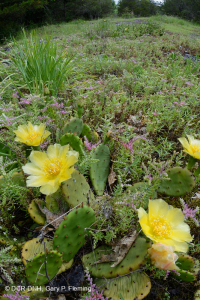 الحجر الجيري السنوي المسطح الصخري المسطح القاحل - CEGL007073 الحجر الجيري السنوي المسطح الصخري المسطح القاحل - CEGL007073