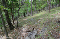 بلوط شينكوابين أبالاشيا الوسطى - غابات البلوط الأحمر الشرقية - CEGL006231 بلوط شينكوابين أبالاشيا الوسطى - غابات البلوط الأحمر الشرقية - CEGL006231