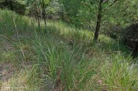 غابات جنوب بلو ريدج الجنوبية بلو ريدج فوق الصخرية - CEGL004968 غابات جنوب بلو ريدج الجنوبية بلو ريدج فوق الصخرية - CEGL004968