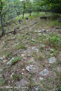 غابات جنوب بلو ريدج الجنوبية بلو ريدج فوق الصخرية - CEGL004968 غابات جنوب بلو ريدج الجنوبية بلو ريدج فوق الصخرية - CEGL004968