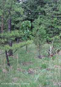 غابات بيدمونت ألترامافيك وودلاند غابات بيدمونت ألترامافيك وودلاند