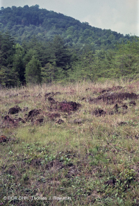 قاحل جنوب بيدمونت فوق الصخري القاحل - CEGL006084 قاحل جنوب بيدمونت فوق الصخري القاحل - CEGL006084