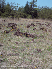 قاحل جنوب بيدمونت فوق الصخري القاحل - CEGL006084 قاحل جنوب بيدمونت فوق الصخري القاحل - CEGL006084