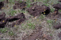 قاحل جنوب بيدمونت فوق الصخري القاحل - CEGL006084 قاحل جنوب بيدمونت فوق الصخري القاحل - CEGL006084