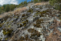 بيدمونت مافيك بارين - CEGL006294 بيدمونت مافيك بارين - CEGL006294