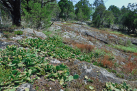 بيدمونت مافيك بارين - CEGL006294 بيدمونت مافيك بارين - CEGL006294