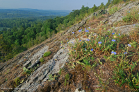 بيدمونت مافيك بارين - CEGL006294 بيدمونت مافيك بارين - CEGL006294