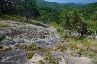 بيدمونت مافيك بارين - CEGL006294 بيدمونت مافيك بارين - CEGL006294