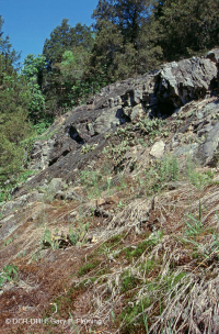 بيدمونت مافيك بارين - CEGL006294 بيدمونت مافيك بارين - CEGL006294