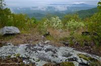 جرداء مافيك/كلسي جيري وسط جبال الأبلاش (نوع منخفض الارتفاع) - CEGL006037 (جزئيًا) جرداء مافيك/كلسي جيري وسط جبال الأبلاش (نوع منخفض الارتفاع) - CEGL006037 (جزئيًا)