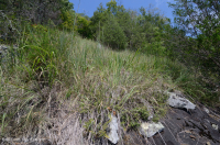 جرداء مافيك/كلسي جيري وسط جبال الأبلاش (نوع منخفض الارتفاع) - CEGL006037 (جزئيًا) جرداء مافيك/كلسي جيري وسط جبال الأبلاش (نوع منخفض الارتفاع) - CEGL006037 (جزئيًا)