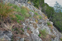 جرداء مافيك/كلسي جيري وسط جبال الأبلاش (نوع منخفض الارتفاع) - CEGL006037 (جزئيًا) جرداء مافيك/كلسي جيري وسط جبال الأبلاش (نوع منخفض الارتفاع) - CEGL006037 (جزئيًا)