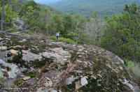 جرداء مافيك/كلسي جيري وسط جبال الأبلاش (نوع منخفض الارتفاع) - CEGL006037 (جزئيًا) جرداء مافيك/كلسي جيري وسط جبال الأبلاش (نوع منخفض الارتفاع) - CEGL006037 (جزئيًا)