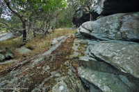 جرداء مافيك/كلسي جيري وسط جبال الأبلاش (نوع منخفض الارتفاع) - CEGL006037 (جزئيًا) جرداء مافيك/كلسي جيري وسط جبال الأبلاش (نوع منخفض الارتفاع) - CEGL006037 (جزئيًا)