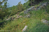 جرداء مافيك/كلسي جيري وسط جبال الأبلاش (نوع منخفض الارتفاع) - CEGL006037 (جزئيًا) جرداء مافيك/كلسي جيري وسط جبال الأبلاش (نوع منخفض الارتفاع) - CEGL006037 (جزئيًا)