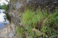 جرداء مافيك/كلسي جيري وسط جبال الأبلاش (نوع منخفض الارتفاع) - CEGL006037 (جزئيًا) جرداء مافيك/كلسي جيري وسط جبال الأبلاش (نوع منخفض الارتفاع) - CEGL006037 (جزئيًا)