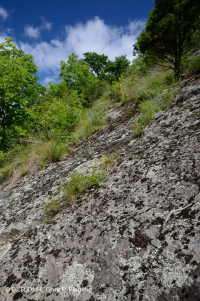 مافيك الأبلاش الوسطى/الجيرية القاحلة الجيرية (نوع الارتفاع المتوسط) - CEGL008529 مافيك الأبلاش الوسطى/الجيرية القاحلة الجيرية (نوع الارتفاع المتوسط) - CEGL008529