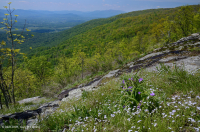 مافيك الأبلاش الوسطى/الجيرية القاحلة الجيرية (نوع الارتفاع المتوسط) - CEGL008529 مافيك الأبلاش الوسطى/الجيرية القاحلة الجيرية (نوع الارتفاع المتوسط) - CEGL008529