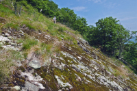 مافيك الأبلاش الوسطى/الجيرية القاحلة الجيرية (نوع الارتفاع المتوسط) - CEGL008529 مافيك الأبلاش الوسطى/الجيرية القاحلة الجيرية (نوع الارتفاع المتوسط) - CEGL008529