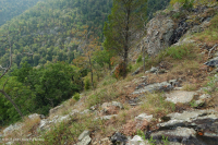 مافيك الأبلاش الوسطى/الجيرية القاحلة الجيرية (نوع الارتفاع المتوسط) - CEGL008529 مافيك الأبلاش الوسطى/الجيرية القاحلة الجيرية (نوع الارتفاع المتوسط) - CEGL008529