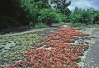 صخر بيدمونت الصخري المسطح الغرانيتي - CEGL003857 صخر بيدمونت الصخري المسطح الغرانيتي - CEGL003857