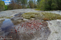 صخر بيدمونت الصخري المسطح الغرانيتي - CEGL003857 صخر بيدمونت الصخري المسطح الغرانيتي - CEGL003857