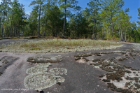 صخر بيدمونت الصخري المسطح الغرانيتي - CEGL003857 صخر بيدمونت الصخري المسطح الغرانيتي - CEGL003857