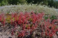 صخر بيدمونت الصخري المسطح الغرانيتي - CEGL003857 صخر بيدمونت الصخري المسطح الغرانيتي - CEGL003857