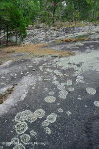 صخر بيدمونت الصخري المسطح الغرانيتي - CEGL003857 صخر بيدمونت الصخري المسطح الغرانيتي - CEGL003857