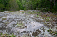 صخر بيدمونت الصخري المسطح الغرانيتي - CEGL003857 صخر بيدمونت الصخري المسطح الغرانيتي - CEGL003857